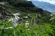 17  Bianchi gigli di monte (Paradisea liliastrum)